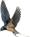 Bombay Lounge bird icon