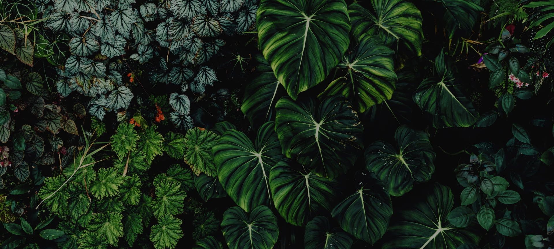 Azur foliage background