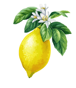 Limoncello Ristorante and Pizzeria lemon icon