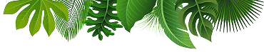 Tropi Bites branding